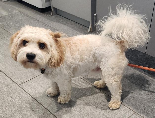  - Male - Miniature Poodle