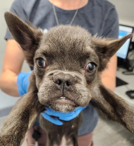  - Male - French Bulldog