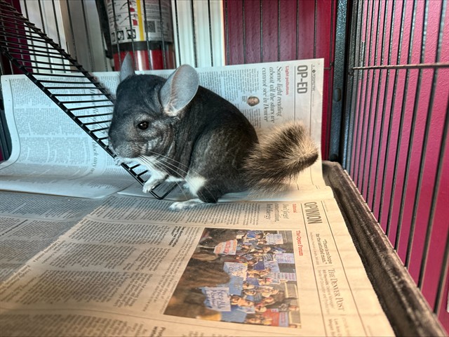Vader - Female - Chinchilla