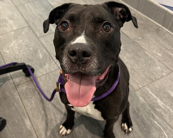  - Male - Pit Bull