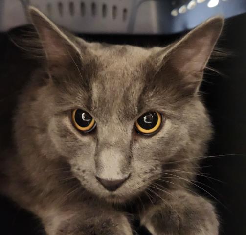  - Male - Domestic MH