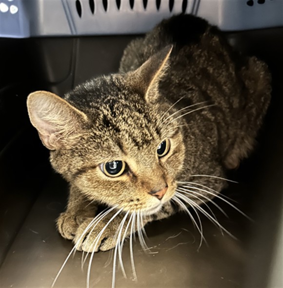  - Female - Domestic SH