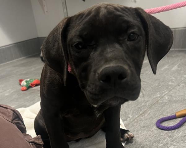  - Female - Pit Bull