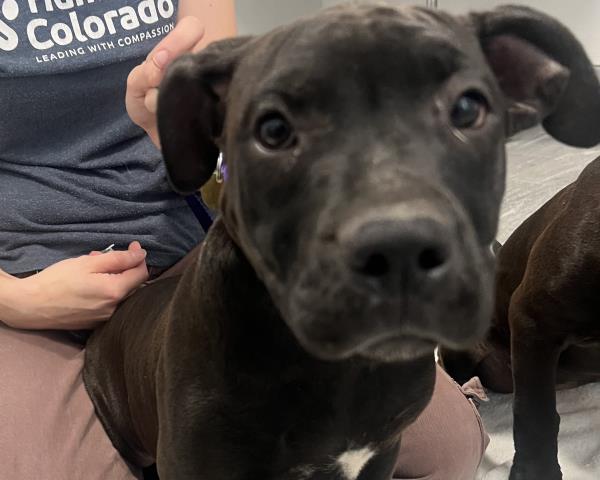  - Male - Pit Bull