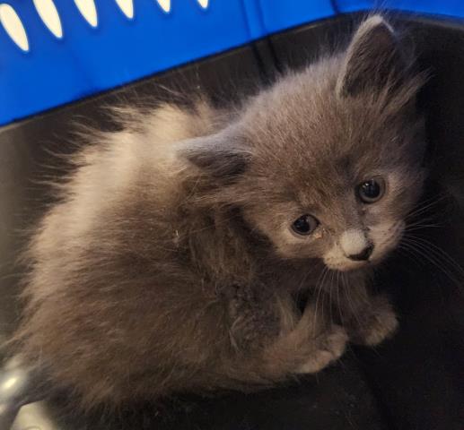  - Female - Domestic MH