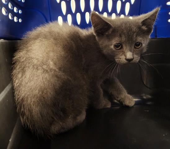  - Male - Domestic MH