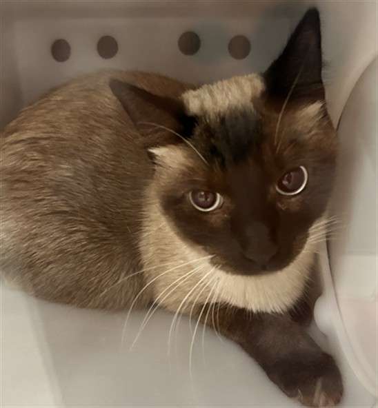 Elsa - Female - Domestic SH
