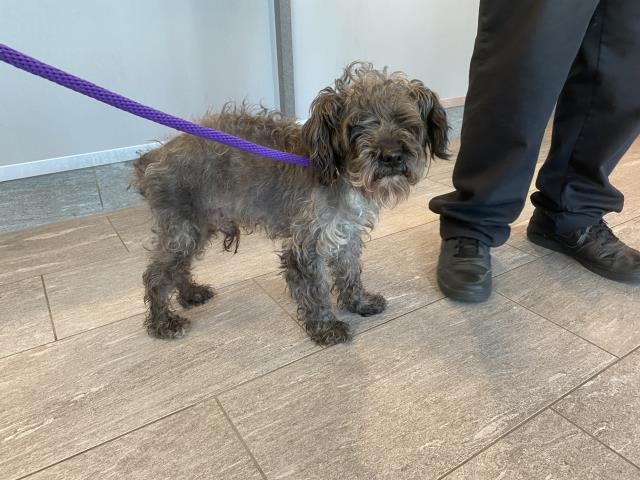  - Male - Miniature Schnauzer-Mix