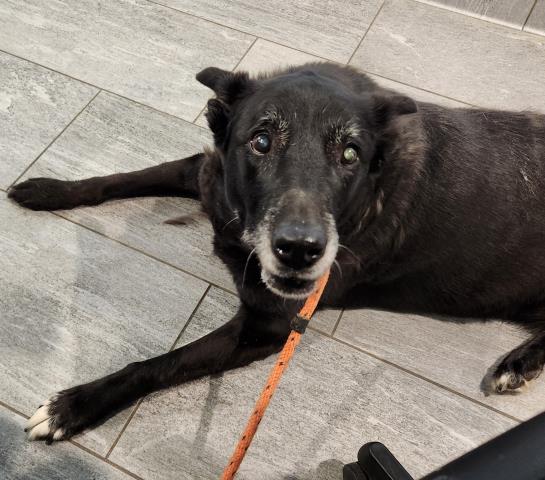  - Female - German Shepherd