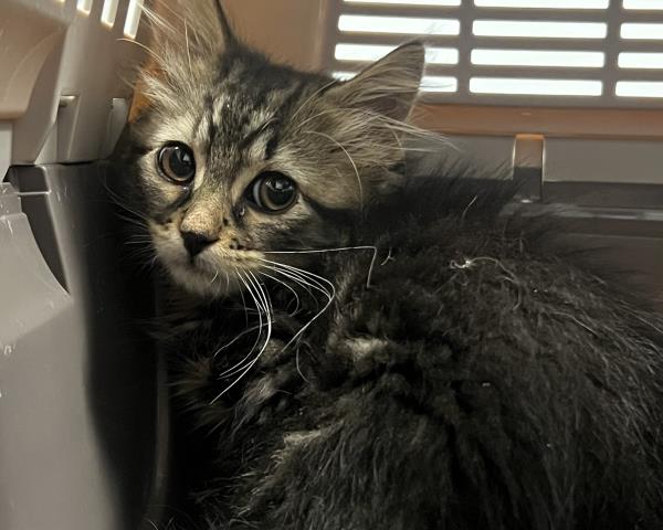  - Female - Domestic MH