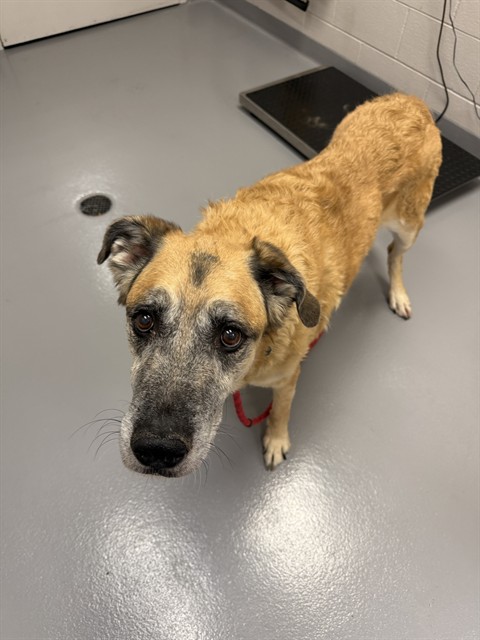 Slater - Male - Belgian Malinois-Mix