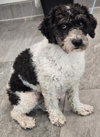  - Male - Miniature Poodle-Mix