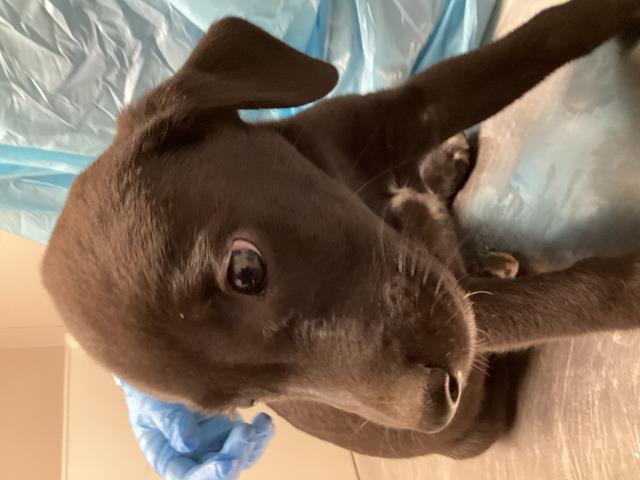 Marlin - Male - Labrador Retriever