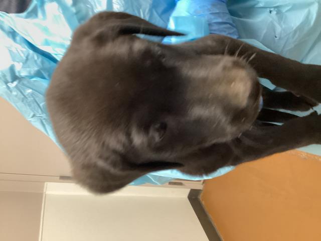 Gregory - Male - Labrador Retriever