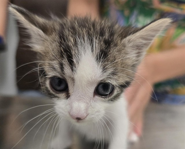Odelia - Female - Domestic SH