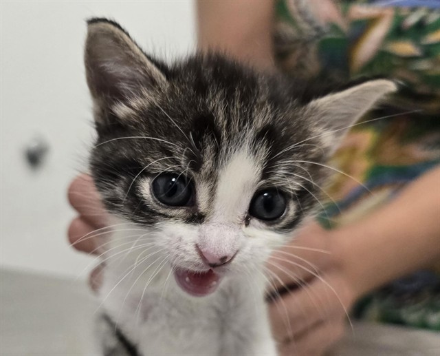 Galletita - Female - Domestic SH