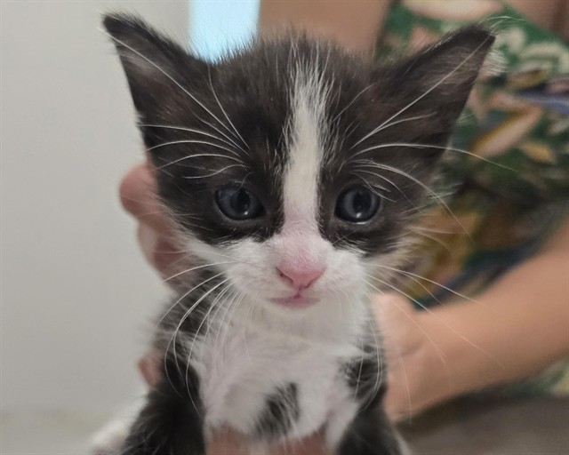 Champinon - Male - Domestic SH