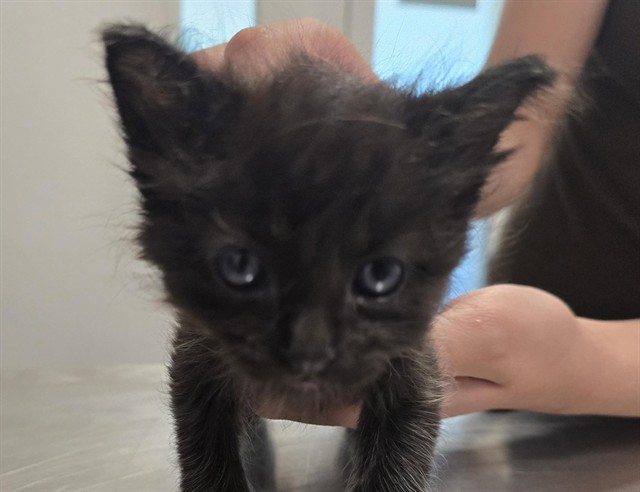 Chocolate - Male - Domestic SH