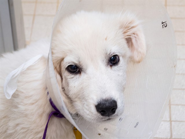 Francis - Male - Great Pyrenees