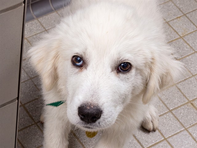 Dot - Female - Great Pyrenees