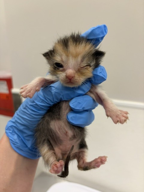  - Female - Domestic MH