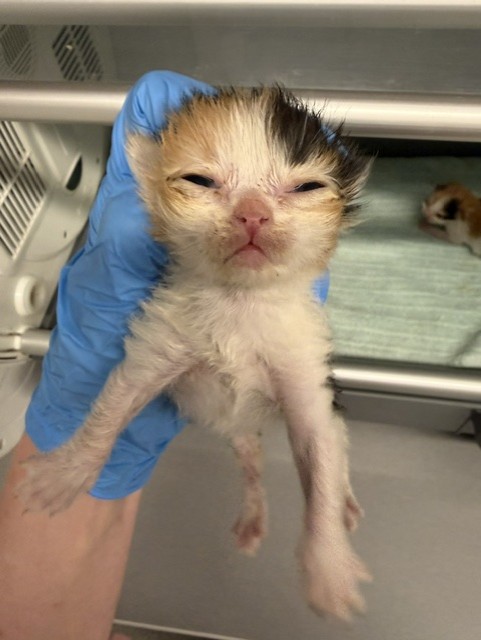  - Female - Domestic MH