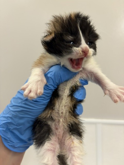  - Female - Domestic MH