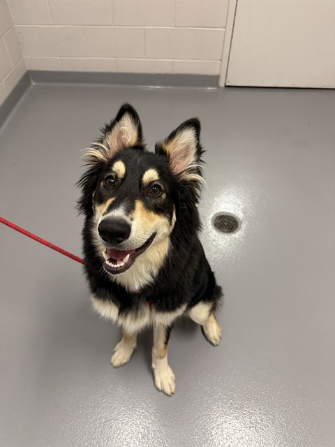  - Male - German Shepherd-Mix