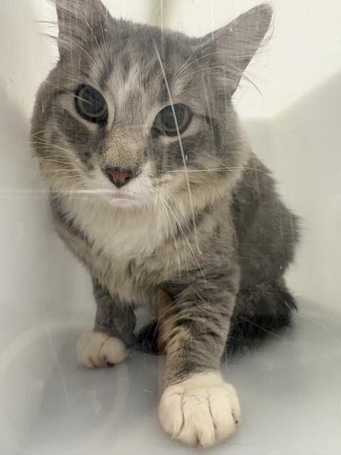  - Male - Domestic MH