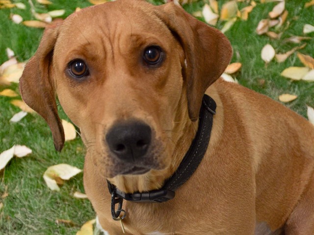 Bella - Female - Redbone Coonhound-Pit Bull