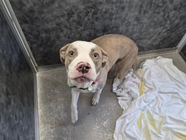  - Female - Pit Bull