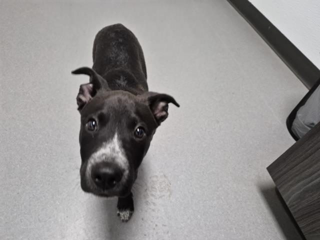 Bodie - Male - Australian Cattle Dog-Pit Bull