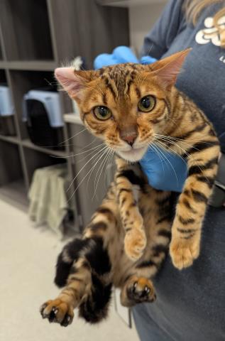  - Female - Bengal-Mix