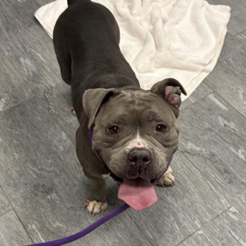  - Female - American Bulldog