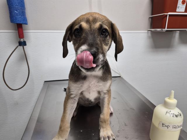  - Female - German Shepherd-Mix
