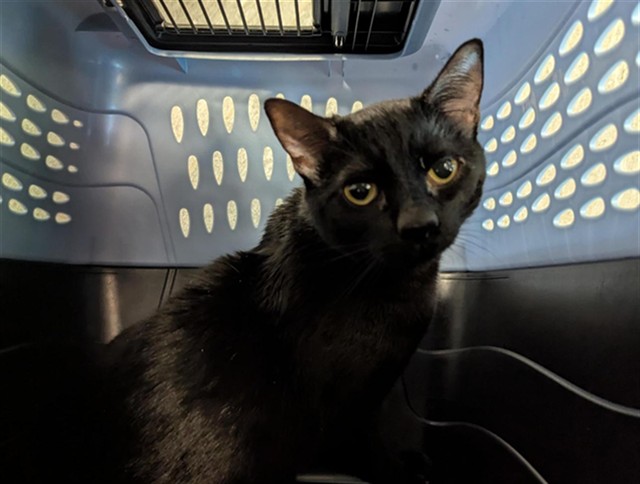  - Female - Domestic SH