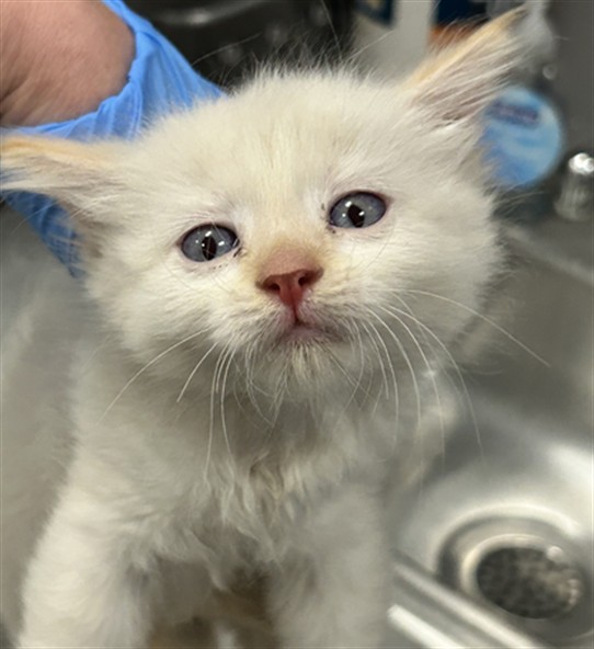  - Male - Domestic MH