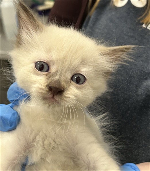  - Female - Domestic MH
