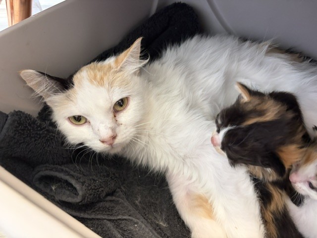 Dolly - Female - Domestic SH