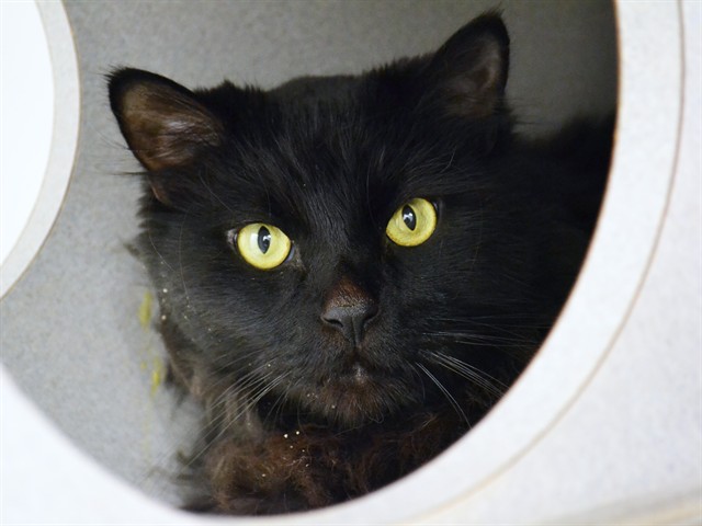 Puffy - Male - Domestic LH