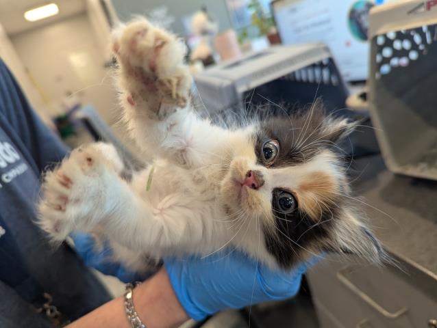Punky Floofster - Female - Domestic SH