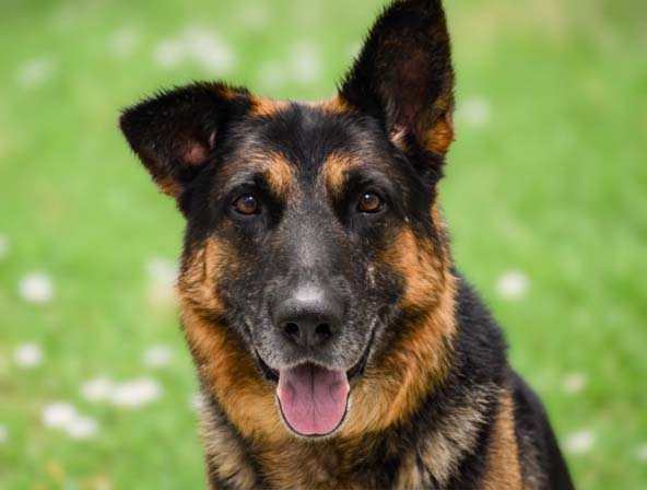Batman - Male - German Shepherd