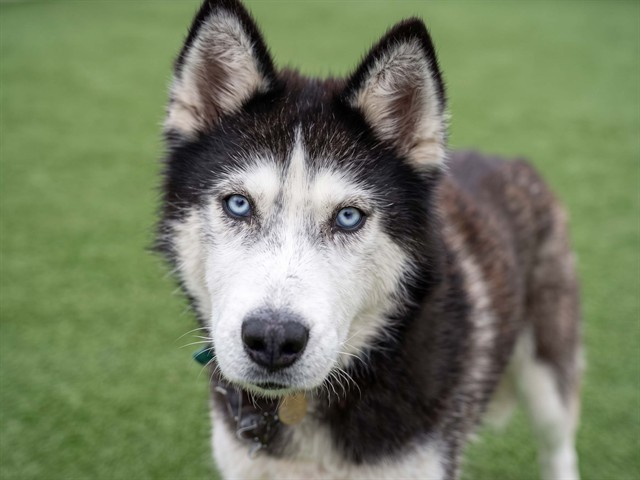 Mcstuffins - Female - Siberian Husky