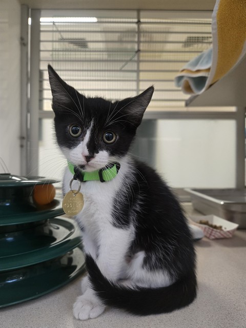 Sadie - Female - Domestic SH