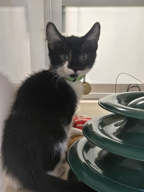 Janie - Female - Domestic SH