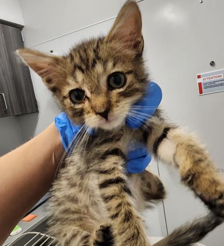 Kitten - Male - Domestic SH