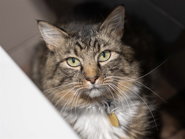 Quinn - Male - Domestic LH