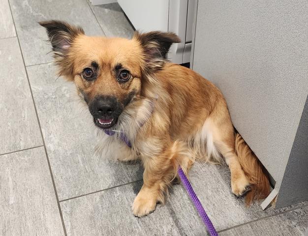 Pochi - Female - Nonspecific-Australian Shepherd