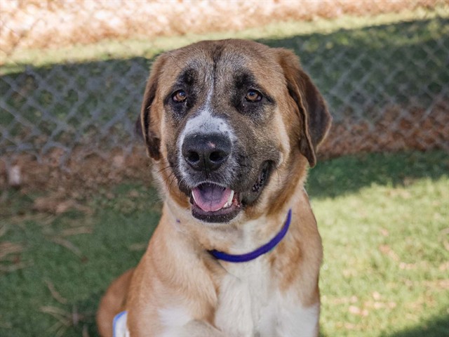 Panda - Male - St Bernard-Mix