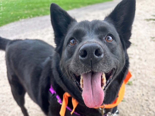 Luna - Female - Australian Cattle Dog-Mix